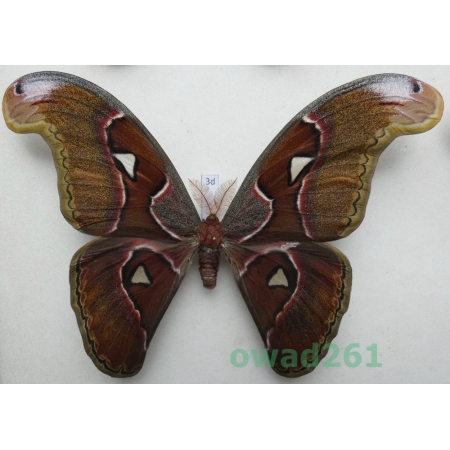 Attacus lorquinii C. & R. Felder, 1861 male ex. pupa Philippines 167mm3d
